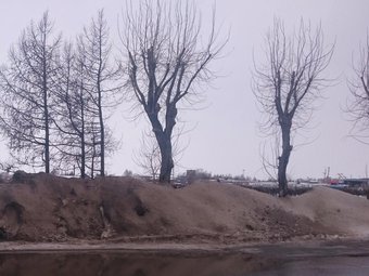 На фото обрезанные тополя на набережной Северной Двины на добрых два метра заваленные смесью 